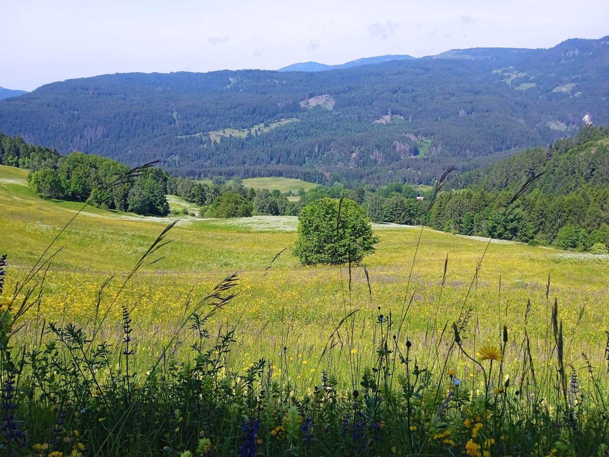 Appartamento Tiziana Val Di Fiemme Carano (Trentino) Exterior foto