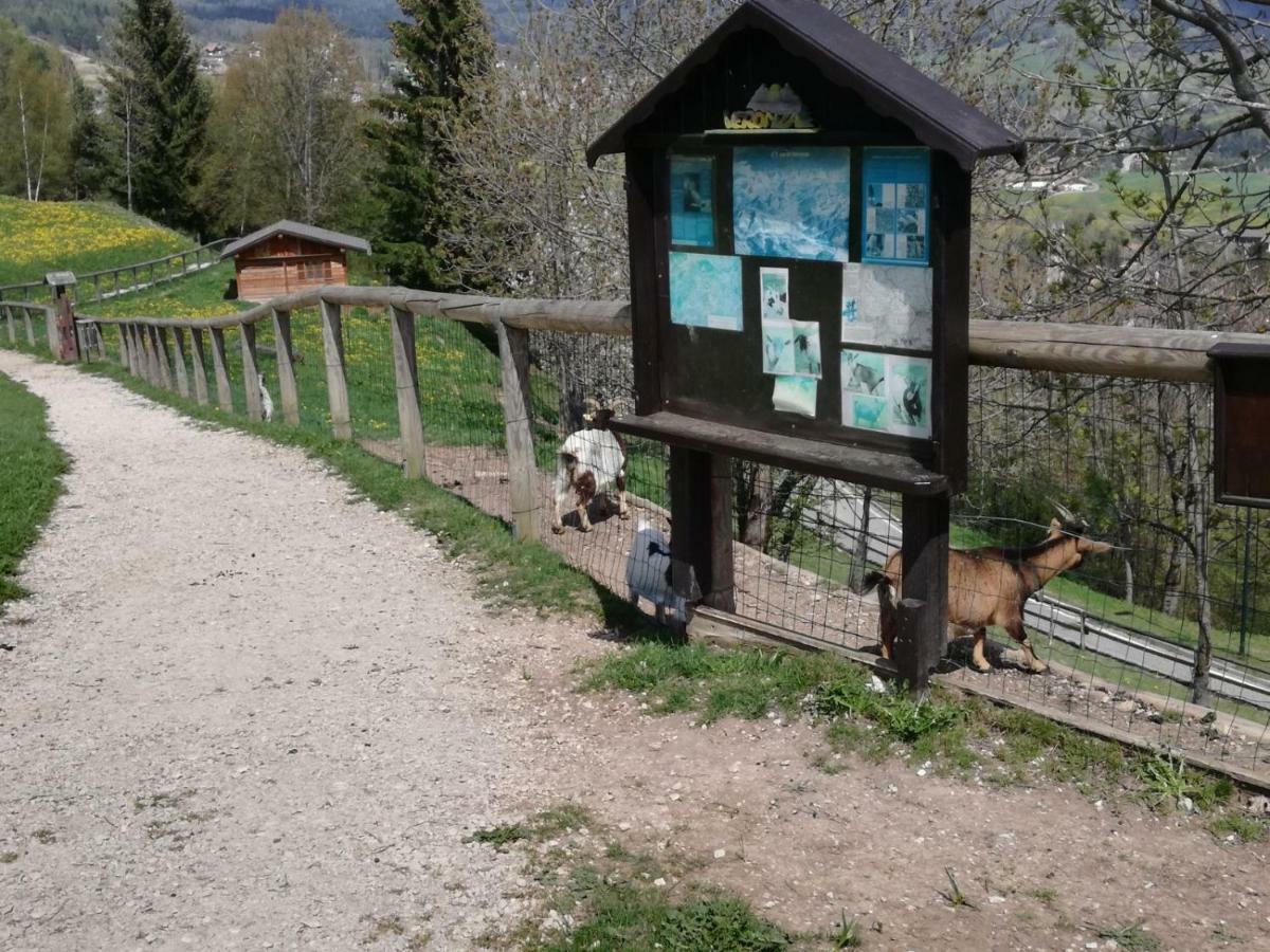 Appartamento Tiziana Val Di Fiemme Carano (Trentino) Exterior foto