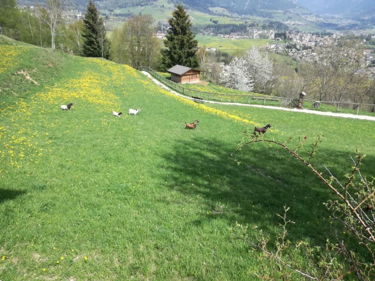 Appartamento Tiziana Val Di Fiemme Carano (Trentino) Exterior foto